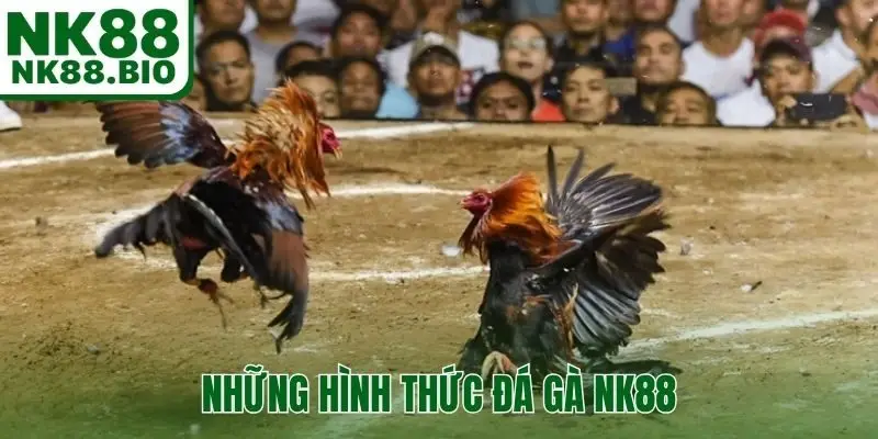 Những hình thức thi đấu phổ biến tại đá gà NK88