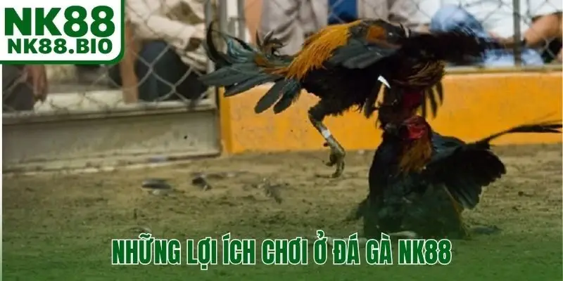 Những lợi ích to lớn khi tham gia chơi ở đá gà NK88